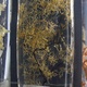 Deep sea plants, preserved in jars