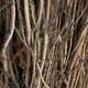 A collage of two images of a brush fence