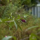 A buddleia plant dripping with rain