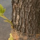 Faded packing tape around the trunk of a tree