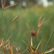 Closeup of some wetland reeds