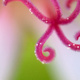 A macro photo of a geranium stamen