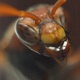 A closeup of a wasp