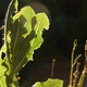 A thistle leaf backlit by the evening sun
