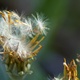 Closeup of fluffy seeds