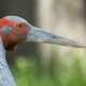 Headshot of a Brolga