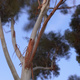 Long exposure of Gum trees