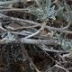 Closeup of woody flower stems