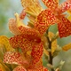 Orange Lily flowers