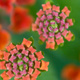 Closeup of Lantana buds