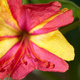 Closeup of Marvel of Peru flower