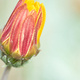 A closed-up Arctotis flower