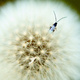 Beetle on a dandelion