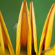 A tiny spider on the petals of a flower