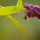 Closeup of a buddleia flower