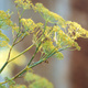 Closeup of Fennel seed heads