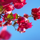 Bougainvillea flowers against a blue sky