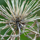 Closeup of a an Agapanthus seed-head