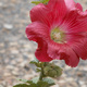 A red Hollyhock flower