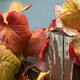 Autumn-coloured vines leaves