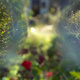 My garden with and without my glasses