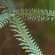 Closeup of Cedar tree needles