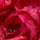 Closeup of a wet Rose flower