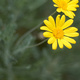 Yellow daisies