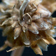 An Arctotis seedhead