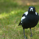 A Magpie