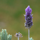 Closeup of Lavender