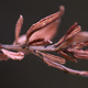 Closeup of a dead tree twig