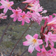 Amaryllis Belladonna flowers