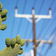 Prickly pear with a Stobie pole in the background