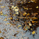 Early autumn leaves floating in a puddle