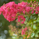 Crepe Myrtle flowers in summer