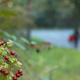 Hawthorn berries in the Adelaide Hills