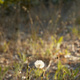 Late afternoon sun on dandelions