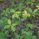 Oak seedlings covering the ground