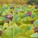 Dried Lotus seed pods