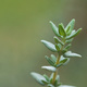 Closeup of a Thyme plant