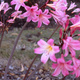 Amaryllis Belladonna flowers