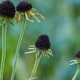 Closeup of flowers with the petals fallen off