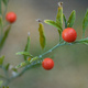 Closeup of small red fruit