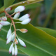 Closeup of a Ginger Lily flower