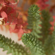 Closeup of sand dune vegetation