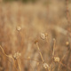 Dried seed heads