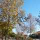 An autumn streetscape