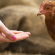 Hand feeding a hen