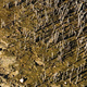 Mangrove roots poking up through mud